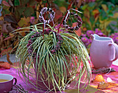 Carex hachijoensis 'Evergold' (Variegated Sedge)