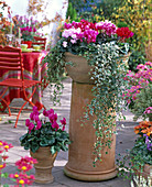 Cyclamen (Alpenveilchen) in verschiedenen Farben, Hedera