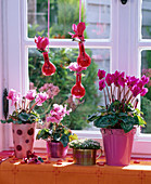 Cyclamen persicum (cyclamen) in pots and spherical hanging vases