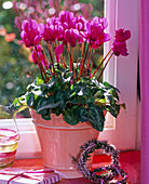 Cyclamen persicum (Alpenveilchen), pink, in lachsrosa Übertopf am Fenster