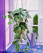Scindapsus pictus in hanging basket at the window, watering can, tealights