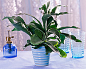 Platycerium bifurcatum in light blue planter on the table