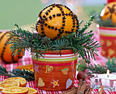 Citrus with cloves peppered on Abies branches