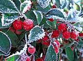 Gaultheria procumbens (Scheinbeere) mit Rauhreif