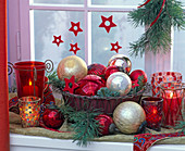 Pinus (pine), Abies (fir) at window, in bowl, tree balls