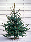 Picea pungens 'Glauca' (Blaue Stech - Fichte) in Weihnachtsbaumständer