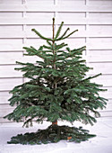 Abies nordmanniana, in Christmas tree stand, unadorned