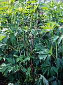 Perennial supports with twigs