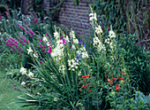 Camassia leichtlinii 'Alba' (Präriekerze) im Beet