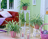Chlorophytum (green lilies) on flower stools and on the floor, lanterns, basket