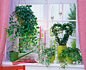Various varieties of Hedera as hanging planter in the window, as a heart