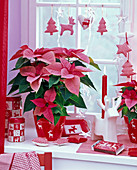 Euphorbia pulcherrima (Poinsettia) on the windowsill, tins, cushions