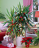 Yucca (Palmlilie) mit Lichterketten und Weihnachtsbaumkugeln geschmückt