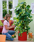 Frau wischt Blätter von Epipremnum pinnatum (Efeutute) mit feuchtem Tuch ab