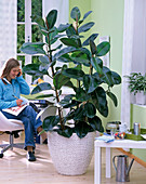 Ficus elastica (Gummibaum) in geflochtenem Übertopf im Büro, Bürostuhl