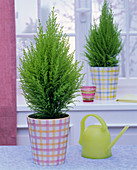 Cupressus macrocarpa 'Goldcrest' (Monterey cypress) in checkered planter