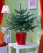 Picea pungens 'Glauca' (Blaufichte) als lebender Weihnachtsbaum, ungeschmückt