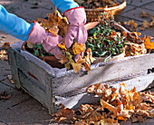 Hanging perennials in the container