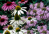 Echinacea purpurea (purple coneflower) in red and white