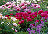 Paeonia lactiflora (peony, pink and rose, double)