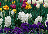 Spring bed with Hyacinthus orientalis 'White Pearl' (Hyacinths), Viola wittrockiana (Pansies), in the background Tulipa (Tulips)