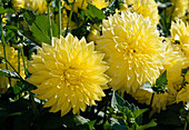 Blüten von Dahlia - Hybrida 'Kelvin Floodlight' (Dahlie)