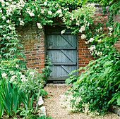 Rosa 'Rambling Rector' (Rambler Rose, Einmalblühend)