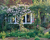 Pergola mit Rosa 'Paul's Himalayan Musk Rambler'