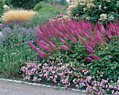 Astilbe chinensis var. taquetii (Prachtspiere) 'Purpurlanze'