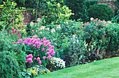 Beet mit Phlox und Cleome im ummauerten Garten