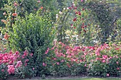 Rosa (bedding, climbing and shrub roses) in rose garden