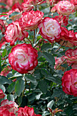 Blüten von Rosa 'Jubilé du Prince de Monaco' syn. 'Meisponge' (Beetrose)