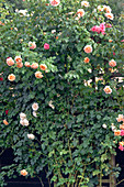 Rosa 'Michka' syn. 'Meivaleir' (shrub or climbing rose), repeat flowering