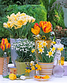 Tulipa 'Montreaux Flair' (Tulpen), Galanthus (Schneeglöckchen)