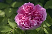 Rosa 'Souvenir de Malmedy' (Rose), Historische Rose, Strauchrose, Gallica-Rose, duftend, einmalblühend