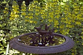 Birdbath with Lysimachia punctata (Field plant)