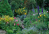 Tulipa (Tulpen), Delphinium (Rittersporn), Topf