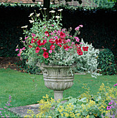 Petunia (Petunien), Verbena 'Sissinghurst' (Eisenkraut)