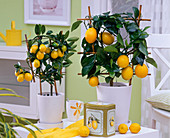 Citrus in weißen Übertöpfen auf dem Tisch, Bechertasse, Blechdose mit Zitronen