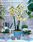 White Hippeastrum, white Saintpaulia