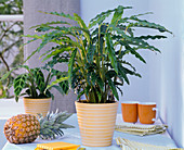 Calathea rufibarba (Korbmaranthe) auf dem Tisch, Ananas, Servietten, Bücher