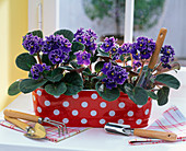 Saintpaulia, purple with white margin, in red jardiniere