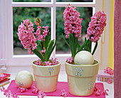 Pink hyacinthus (hyacinths) in pots with floral motif on the windowsill