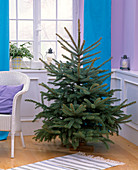 Picea pungens 'Glauca' (Stechfichte) als ungeschmückter Weihnachtsbaum