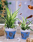 Chlorophytum covered in blue pots with napkin technique