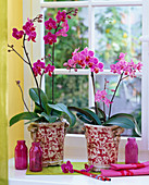 Phalaenopsis in pink and rose in patterned planters