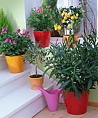 Kübelpflanzen im kühlen Treppenhaus überwintern: Pelargonium (Geranien)