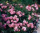 Floribunda rose 'Bonica'