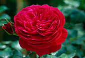 Rosa 'Red Leonardo Da Vinci' (Nostalgische Rose)