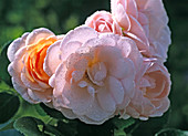 Rosa 'Bordure Nacrée' (Beetrose)